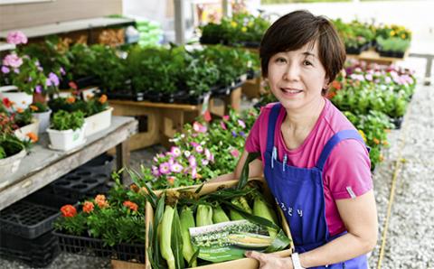 朝どれスイートコーン ゴールドラッシュ5kg（14本～16本） 農産物直売所『新鮮市場いろどり』≪先行予約≫＜1-209＞