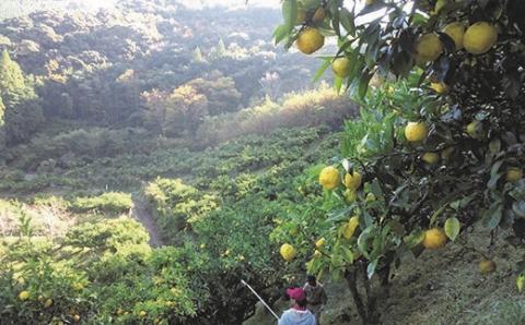 令和4年産新米コシヒカリ6kgとゆず加工品セット＜1-176＞