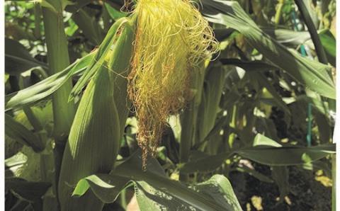 完熟マンゴー・スイートコーン入り野菜セット＜2-80＞