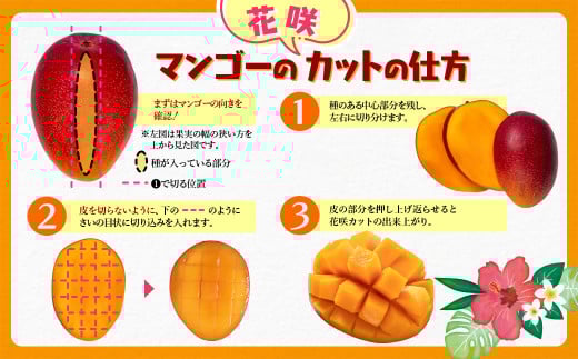 【先行予約】訳あり よくばり完熟マンゴーセット約1.2kg（3玉）ご家庭用 スターフルーツカンパニー＜1.8-25＞果物 くだもの フルーツ 完熟 宮崎県西都市