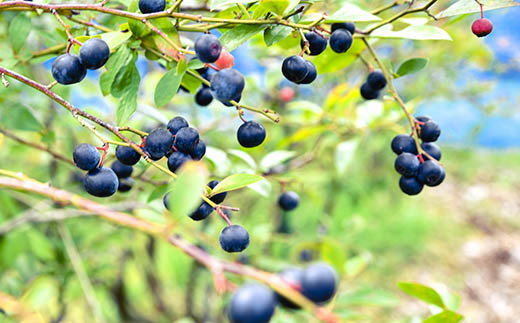 【先行予約】朝どれ！新鮮生ブルーベリー1kg（250g×4パック） 西都ブルーベリー農園 小分け＜1.2-36＞