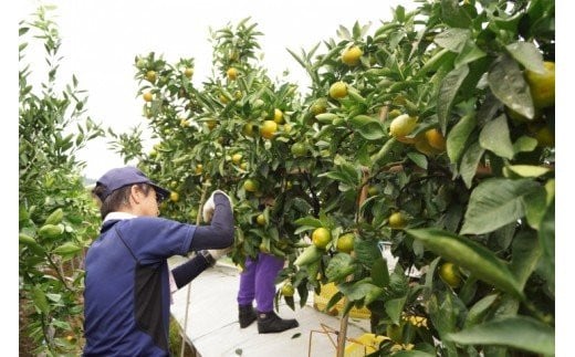 【糖度12度以上】みかん「南国の陽蜜・陽宝」5kg　宮崎県西都産【先行予約】＜1.5-169＞