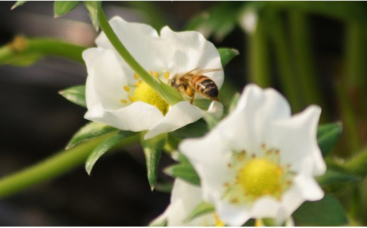 苺大野屋　やよいひめドライ苺　プチ缶3個セット＜1-221＞果物 くだもの フルーツ イチゴ いちご ギフト 宮崎県西都市