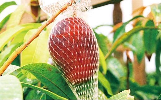 西都市産訳あり完熟マンゴーと西都市産スイートコーンドレッシングセット【先行予約】＜1-166＞2026年発送分 果物 くだもの フルーツ 調味料 宮崎県西都市★