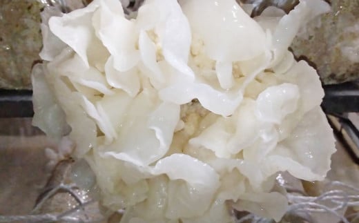  国産粉末『白い木耳』80ｇ きくらげ堂〈1.2-23〉きのこ 木耳 キクラゲ 粉 宮崎県西都市