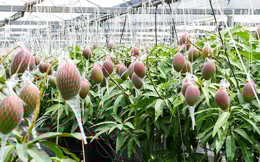 【先行予約】西都産完熟マンゴー3L×2玉　鉢植栽培　2026年発送＜2-70＞果物 くだもの フルーツ 高級フルーツ 宮崎県西都市