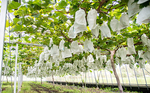 シャインマスカット＆クイーンニーナ 食べ比べセット 2.2kg（3～7房）西都産完熟ぶどう《先行予約・2025年発送》＜2-3＞ぶどう ブドウ 果物 くだもの フルーツ 宮崎県西都市
