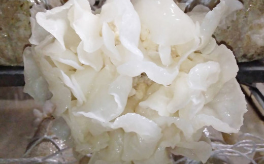 国産粉末『白い木耳』130ｇ きくらげ堂〈1.7-37〉きのこ 木耳 キクラゲ 粉 宮崎県西都市