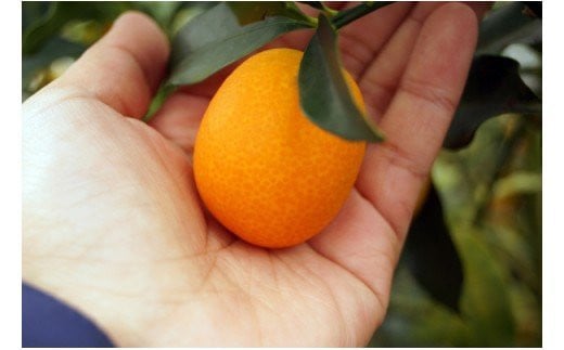 【先行予約】糖度18度以上　宮崎金柑の最高級ブランド『完熟きんかんたまたまエクセレント』1kg　2026年発送＜1.7-27＞