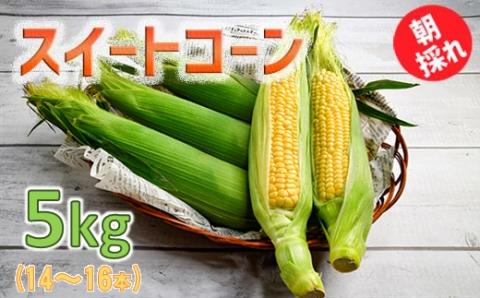 朝どれスイートコーン ゴールドラッシュ5kg（14本～16本） 農産物直売所『新鮮市場いろどり』≪先行予約≫＜1-209＞