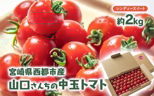 山口さんちの中玉トマト 約2ｋｇ シンディースイート 宮崎県西都市産とまと【先行予約】＜1-280＞★