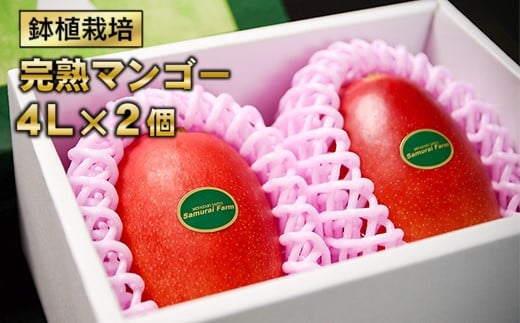 【先行予約】西都産完熟マンゴー 大玉4Lサイズ×2玉　鉢植栽培　2026年発送＜2.5-26＞果物 くだもの フルーツ 高級フルーツ 宮崎県西都市