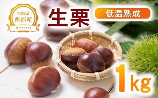 低温熟成栗 国産生栗1kg 糖度２～３倍上昇 西都市産＜1-289＞くり 栗  国産 生栗 果物 フルーツ 栗きんとん スイーツに★