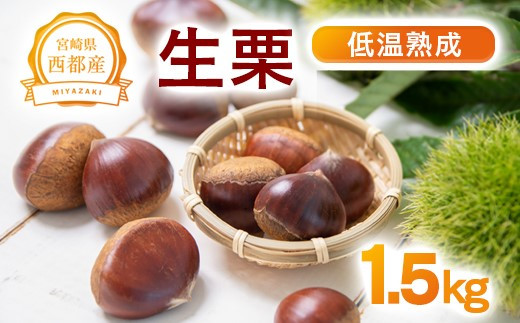 低温熟成栗 国産生栗1.5kg 糖度２～３倍  西都市産＜1.5-220＞くり 栗  国産 生栗 果物 フルーツ 栗きんとん スイーツに