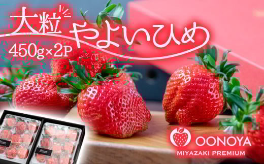 【先行予約】大粒厳選いちご やよいひめ 900g（450g×２パック）苺大野屋 宮崎県西都市＜3-51＞苺 いちご 果物 くだもの フルーツ 贈答用 ギフト 大粒900ｇ(450ｇ×2パック)【寄附額30,000円】