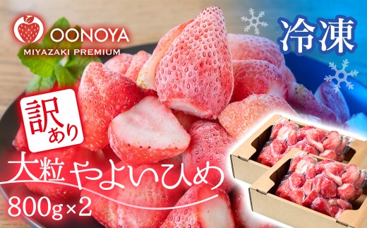 【訳あり・個数限定】苺大野屋 冷凍 完熟苺やよいひめ800g×2 宮崎県西都市産＜1.2-67＞
