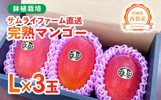 【先行予約】西都産完熟マンゴー Lサイズ×3玉　鉢植栽培 2026年発送＜1.5-233＞果物 くだもの フルーツ 宮崎県西都市