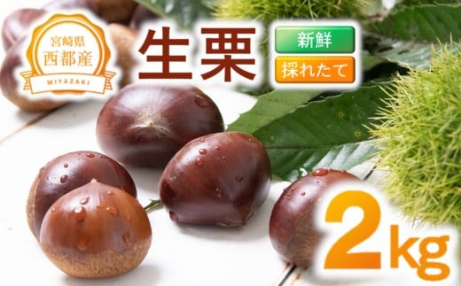 【先行予約】新鮮朝どれ生栗 2kg 西都市産＜49-5a＞