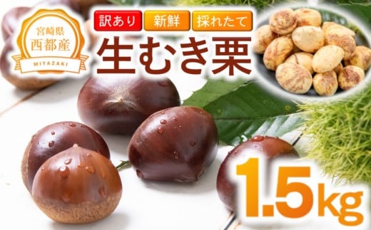 【訳あり】 新鮮朝どれ 生むき栗 1.5㎏ 西都市産【先行予約】＜49-8a＞