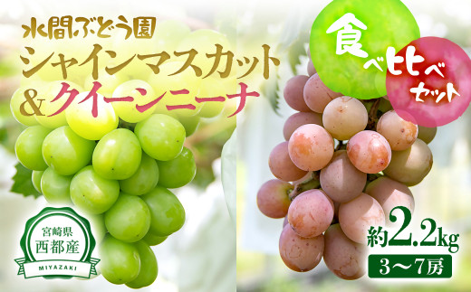 シャインマスカット＆クイーンニーナ 食べ比べセット 2.2kg（3～7房）西都産完熟ぶどう《先行予約・2025年発送》＜2-3＞ぶどう ブドウ 果物 くだもの フルーツ 宮崎県西都市