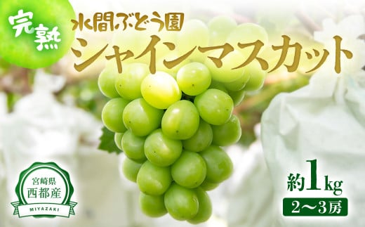 シャインマスカット1.0kg（2～3房）西都産完熟ぶどう【先行予約】水間ぶどう園＜1.1-23＞西都市 フルーツ 果物 くだもの ぶどう ブドウ 宮崎県