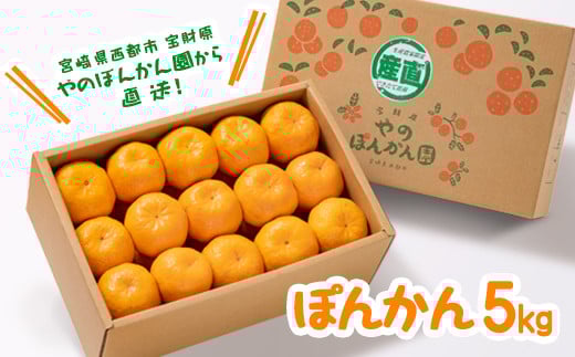  ぽんかん5kg 12月発送開始 宮崎県西都産 宝財原 やのぽんかん園 【先行予約】＜1.4-9＞ポンカン