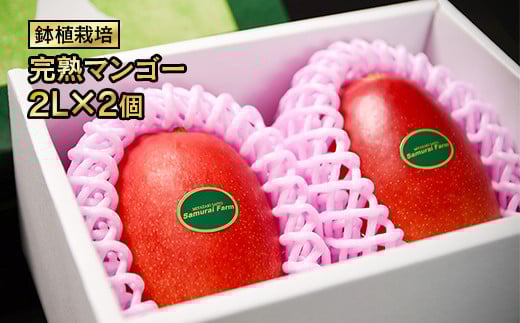 【先行予約】西都産完熟マンゴー 2L×2玉　鉢植栽培　2026年発送分＜1.5-130＞果物 くだもの フルーツ 宮崎県西都市 4月下旬～8月中旬の順次発送