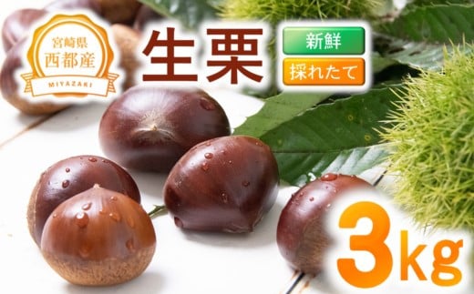 【先行予約】新鮮朝どれ生栗 3kg 西都市産＜49-6a＞