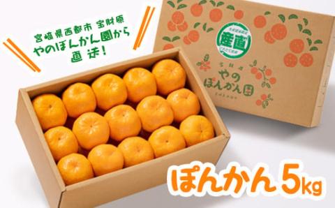 宝財原『やのポンカン』5kg 宮崎県西都市産[数量限定・数量限定]ぽんかん[1.2-7]