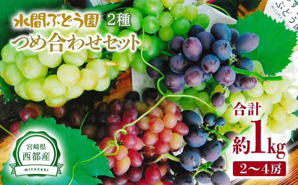 【先行予約】シャインマスカット入り 完熟ぶどうおまかせ食べ比べセット 1kg シャインマスカット+1種【水間ぶどう園】＜16-3a＞