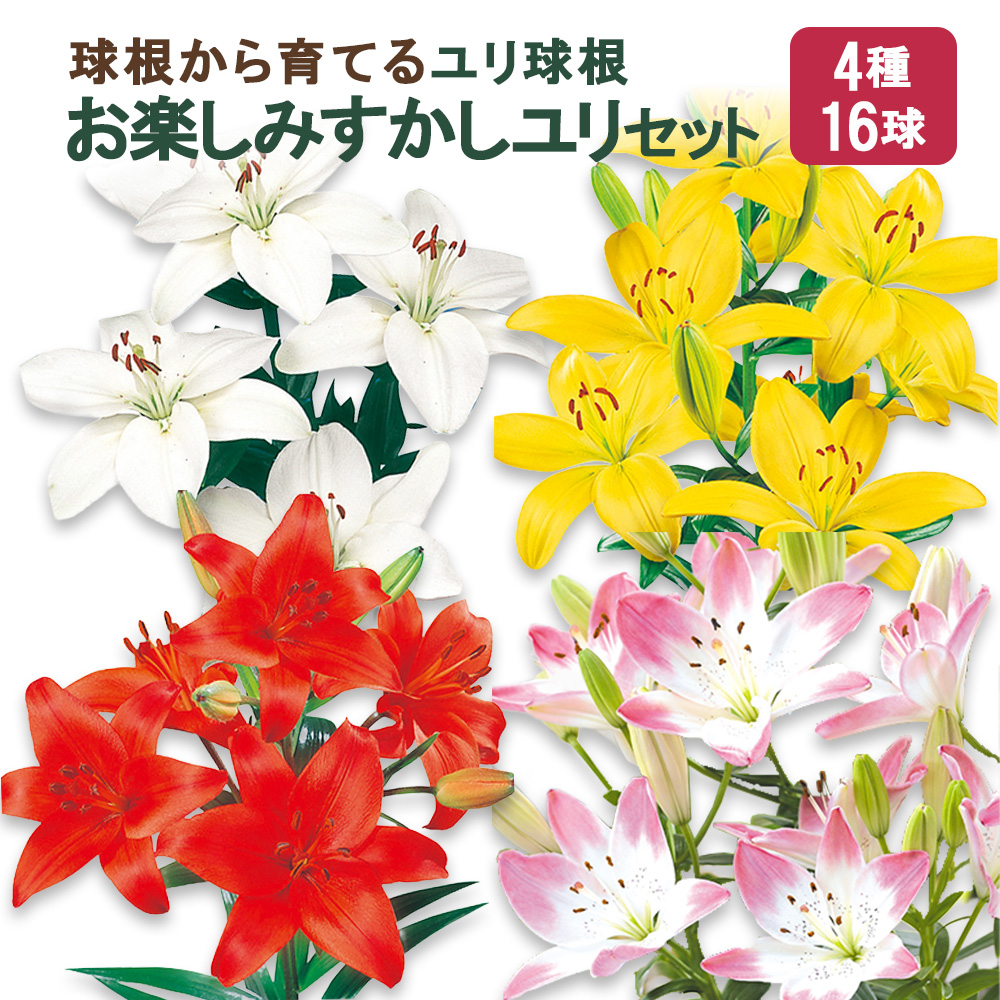 ユリ球根　お楽しみ すかし ユリ セット 4種 16球 送料無料 