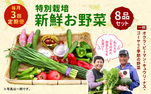 【3回定期便】特別栽培季節のお野菜セット 8品 野菜 新鮮 