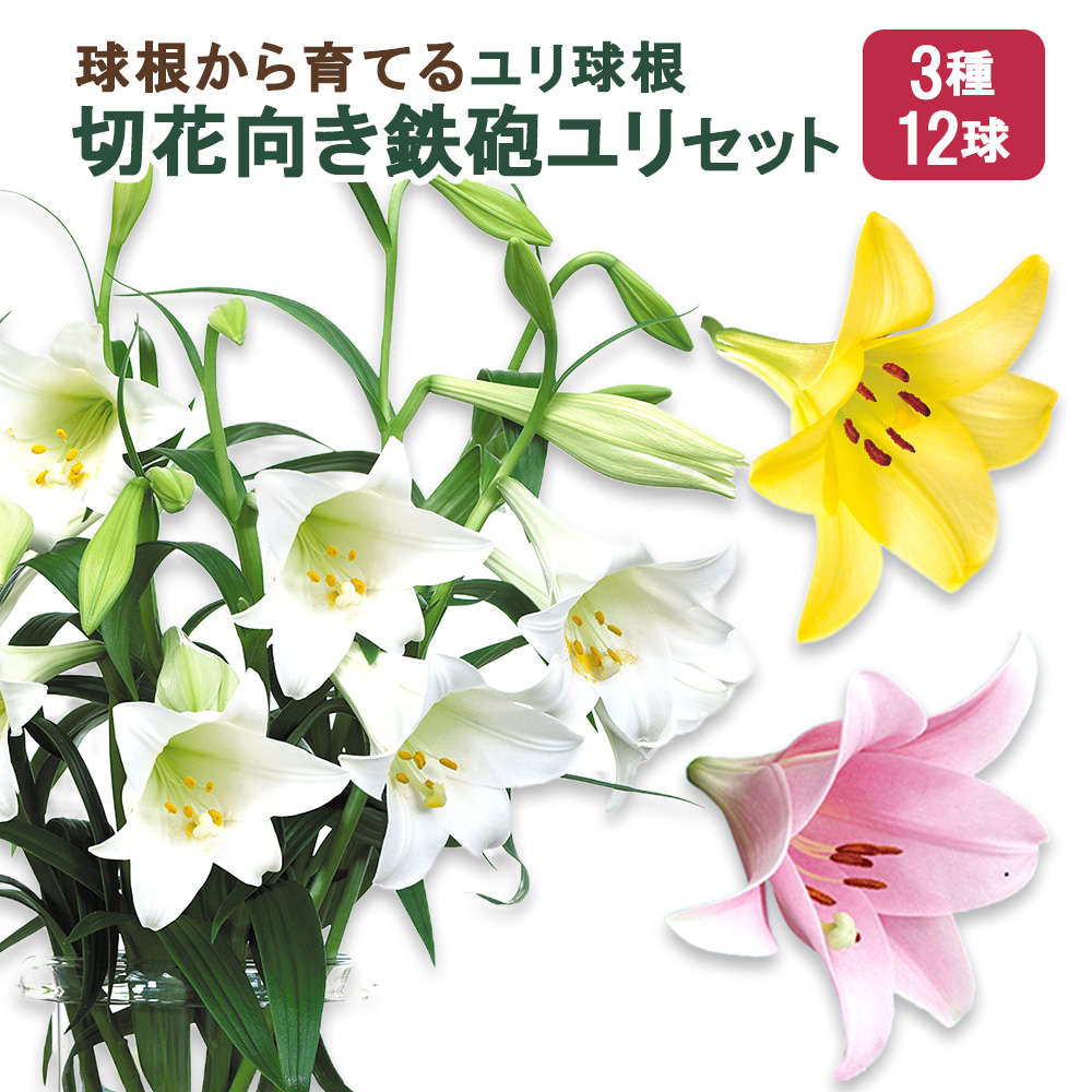 【ふるさと納税】ユリ球根　切花向き鉄砲ユリセット3種12