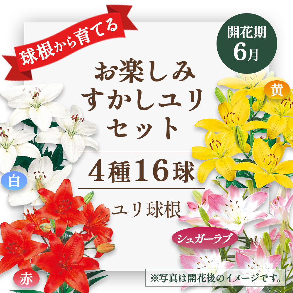 ユリ球根　お楽しみ すかし ユリ セット 4種 16球 送料無料