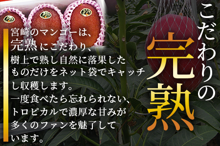 ＜【先行予約】【期間数量限定】2026年5月より発送 宮崎県産完熟マンゴー 太陽のタマゴ＞(3L以上×2玉)【MI518-yk】【みまたんよかもん協同組合】 3L以上×2玉	