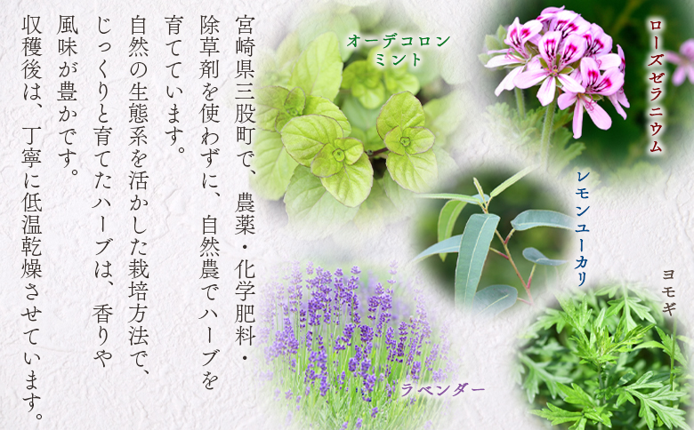 ＜香り袋（ローズゼラニウム）＞乾燥した天然ハーブ 芳香用 宮崎県 三股町【MI714-bi】【美香園】 ローズゼラニウム