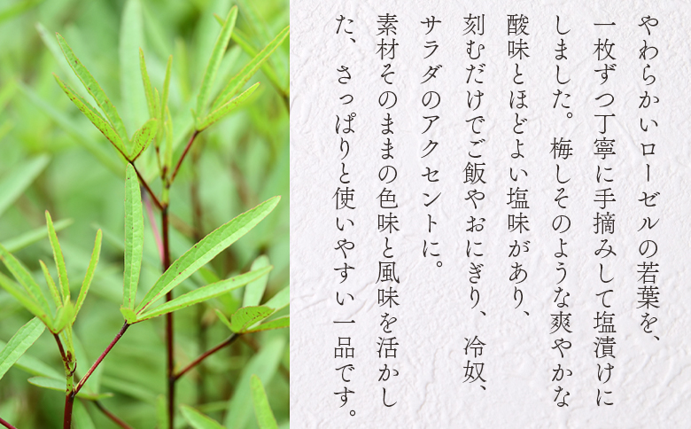 ＜ローゼル葉の塩漬け 約70g×1パック＞ 国産ハーブ【MI678-bi】【美香園】