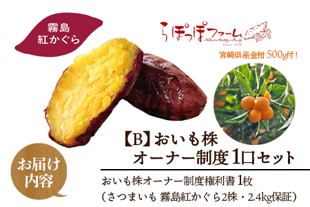 ＜【B】おいも株オーナー制度1口セット2株 霧島紅かぐら(最低2.4kg保証)+特産品＞12月中旬頃に熟成されたさつまいもときんかんをお届け！【MI187-sh-t】【株式会社育みの里しろはと】 【通常】