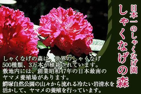 ＜黄金イクラとヤマメ一夜干しセット＞(3種)黄金イクラやヤマメを詰め合わせ！【A-0203-sk】【有限会社しゃくなげの森】