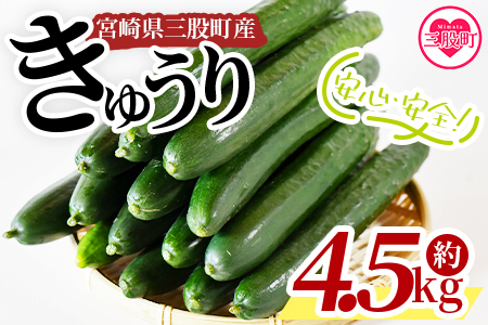 ＜【先行予約】【期間限定】パリッと甘い魔法のきゅうり マジキュー4.5kg＞宮崎県産きゅうり(約4.5kg)パリッと甘い魔法のキュウリ「マジキュー」【A-1901-yt】【ゆたか農園】