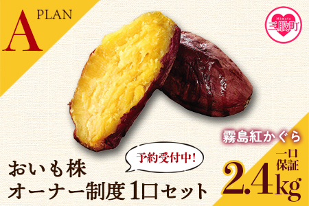 ＜【A】おいも株オーナー制度1口セット2株 霧島紅かぐら(最低2.4kg保証)＞12月中旬頃に熟成されたさつまいもをお届け! 【MI106-sh-t】【株式会社育みの里しろはと】 【通常】
