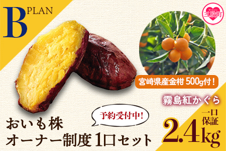 【先行予約】＜【B】おいも株オーナー制度1口セット2株 霧島紅かぐら(最低2.4kg保証)+特産品＞2026年12月中旬頃に熟成されたさつまいもときんかんをお届け！【MI187-sh-s】【株式会社育みの里しろはと】 【先行予約】