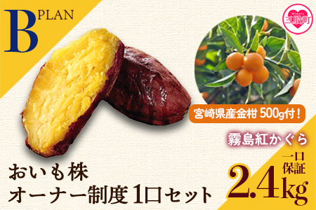 [[B]2025年度おいも株オーナー制度1口セット2株 霧島紅かぐら(最低2.4kg保証)+特産品]2024年12月中旬頃に熟成されたさつまいもときんかんをお届け![MI187-sh-s-R7][株式会社育みの里しろはと]