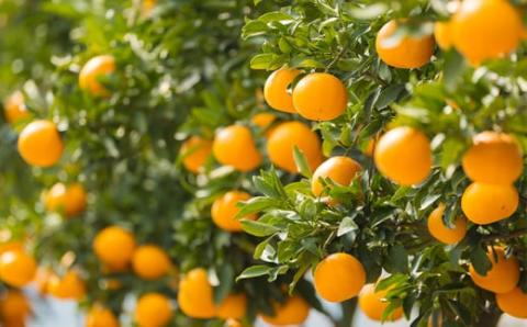 《数量限定》柑橘の高級ブランド 果汁たっぷり高原町産「せとか」約2kg(6～8玉)  オレンジ色の果物[産地直送 産直 フルーツ ギフト 贈答 贈り物 プレゼント 宮崎県産 国産]  TF0746-P00068