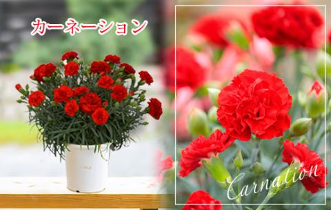 【先行受付】高原町のカーネーション＆エラチオールベゴニア 母の日直前にお届け [先行受付 贈り物 贈答 ギフト フラワーセット お花 観葉植物] TF0375-P00024 赤、ピンク