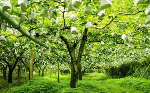 【先行受付】九州産 和梨「新興(しんこう)」 5kg [季節限定 期間限定 果物 フルーツ 国産 日本産] TF0326-P00025