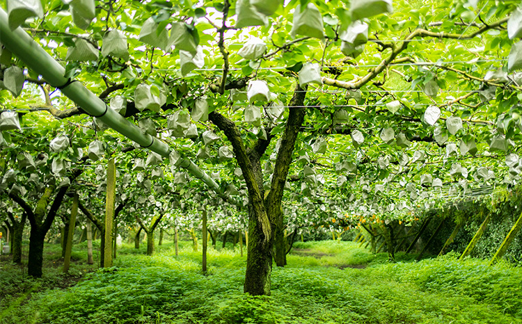 【先行受付】九州産 和梨「新高(にいたか)」 5kg [季節限定 期間限定 果物 フルーツ 国産 日本産] TF0313-P00025