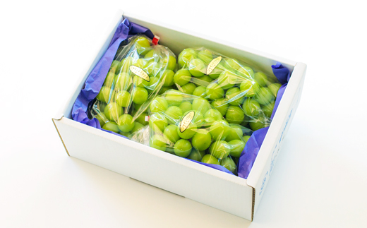 【数量限定・先行受付】久保ぶどう園のシャインマスカット(約2kg) 果汁たっぷりの美味しい種なし葡萄 [大粒 果物 フルーツ 季節限定 期間限定 果物 産地直送 2キロ ３房～4房 ] TF0394-P00005 2kg(3～4房)