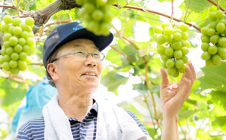 《数量限定・先行受付》 日本一太陽を浴びて育った宮崎のシャインマスカット 約2kg(3～4房) 食べやすい種なしブドウ [ぶどう 葡萄 大粒 果物 フルーツ 季節限定 果物 ギフト 贈答 産地直送 産直 2キロ 3個～4個 宮崎県高原町産] TF0581-P00025