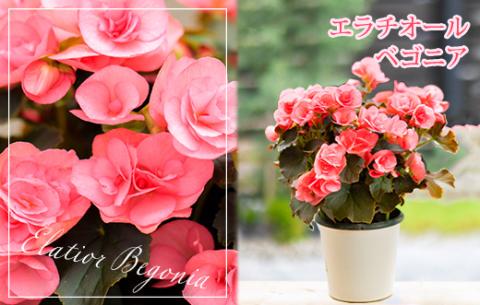 【先行受付】高原町のカーネーション＆エラチオールベゴニア 母の日直前にお届け [先行受付 贈り物 贈答 ギフト フラワーセット お花 観葉植物] TF0375-P00024 赤、ピンク